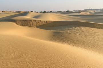 Sand dunes in Thar desert. Jaisalmer. India
