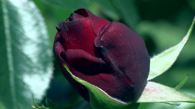 Eine dunkelrote geschlossene Rosenbl&uuml;te schaukelt im Wind