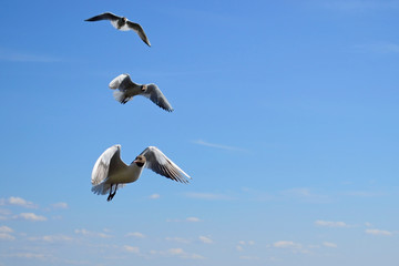 Seagulls flying in the blue sky and looking in the opposite direction from their movement. Selective focus. Copy space