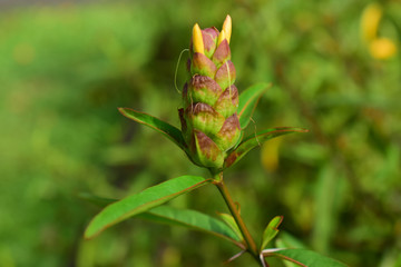 Chrysanthemum flowers are blooming If blooming then will be yellow. Beautiful planted in the backyard