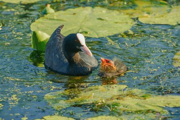 Bald-coot with a baby bird...