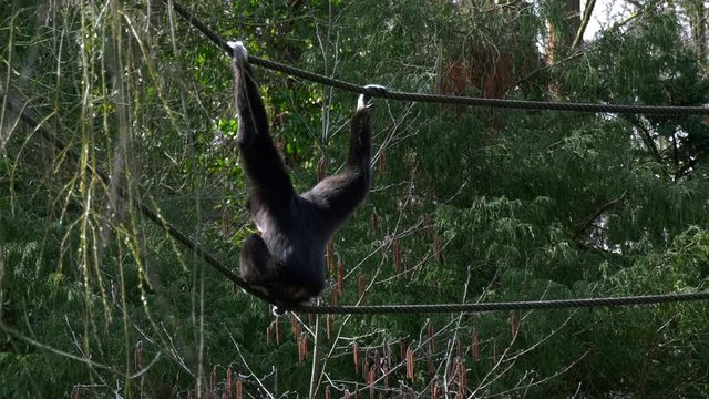 Affe auf Seilen