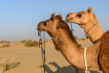 Camels in Thar desert. Jaisalmer. India