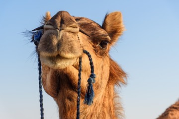 Camel in Thar desert. Jaisalmer. India