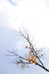 Golden maple leaves in cold wintry wind.