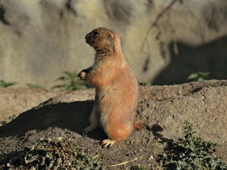 Groundhog at the hole...