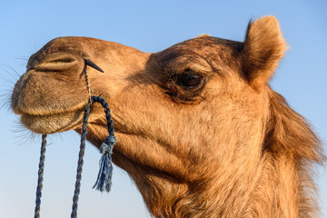 Camel in Thar desert. Jaisalmer. India