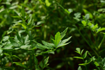 Fototapeta na wymiar Coriander leaves Is a natural green leaf Can be flavored as symptoms And fragrant