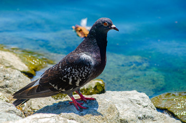 hd pigeon eye nature wilderness lake