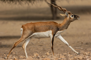 Blackbuck running