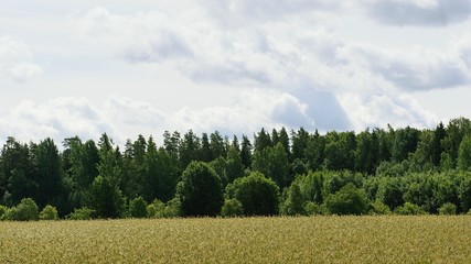 The wheat field about the wood...