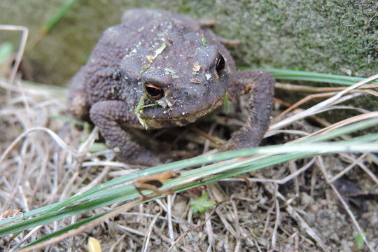 A portrait of a wild greyish-brown common toad