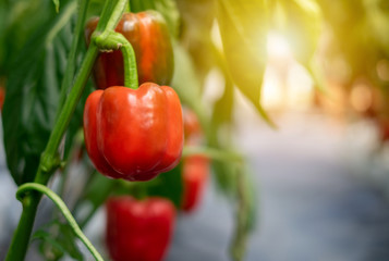 Red bell pepper Hanging on the tree In the organic garden