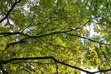 Fototapeta na wymiar close up on green foliage treetop