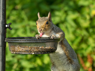 Cheeky Grey Squirrel