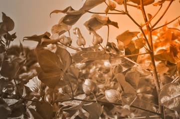 raw cotton and cotton plant