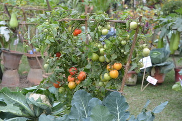 Tomato Plant