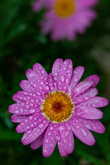 Obraz premium the face of nature flowers and drops of water