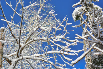 Tree branches in the snow against a blue sky. Winter view.