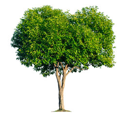 Fototapeta na wymiar Green tree isolated on a white background that separates the objects. There are Clipping Paths for the designs and decoration
