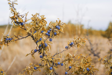 Close-up with blackthorn bush at sunrise