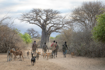 hadzabe man with his bow and arrow going for a hunt