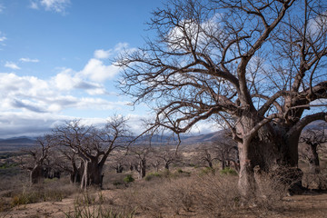 Fototapeta na wymiar landscape of Hadzaland in Tanzania is filled with ancient baobab trees