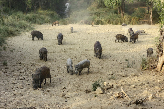 herd of wild boar feeding © fahadee