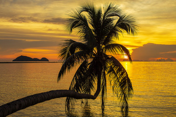 Coconut palm tree silhouette at sunset on tropical beach near sea water, island Koh Phangan, Thailand