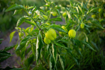 hot green pepper on plant. Home garden of plants that suffers from severe drought and hot sun