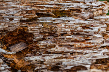 rhythm of nature and the beauty of the leaves