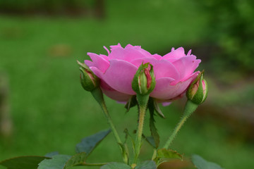 Roses are planted in the garden in front of the house. The pink flowers look beautiful