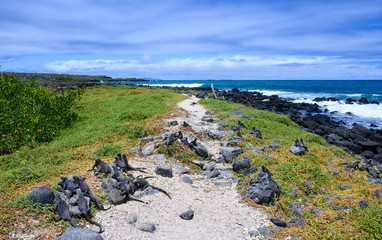 Marine iguanas at Santa Cruz island, Galapagos.  UNESCO World Heritage Site, Ecuador.