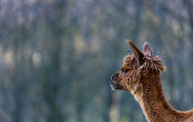 ALPACA (Vicugna pacos).  Domesticated species of South American camelid © JUAN CARLOS MUNOZ