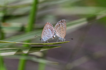 A mating pair of small butterfly, perching on the tip of a green plant, closeup. Indonesia
