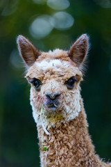 Obraz premium ALPACA (Vicugna pacos). Domesticated species of South American camelid