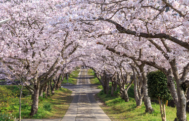 桜のアーチ　春イメージ