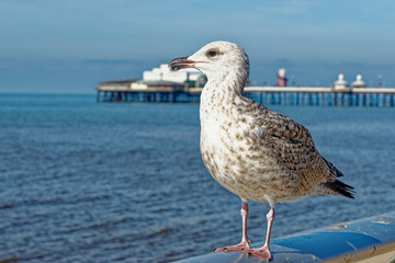 Seagull on Blackpool Pleasure Beach  - United Kingdom