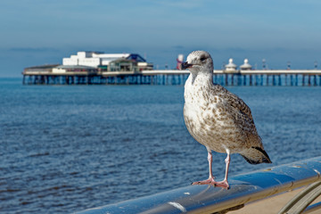 Seagull on Blackpool Pleasure Beach  - United Kingdom