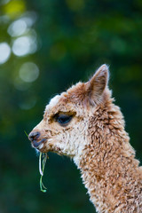 ALPACA (Vicugna pacos).  Domesticated species of South American camelid
