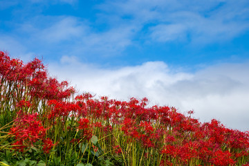 彼岸花畑　秋イメージ