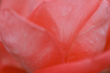 Abstract blurred floral background. Pink rose petals texture. Horizontal, close-up, no focus, blurred, textured. Holiday concept.