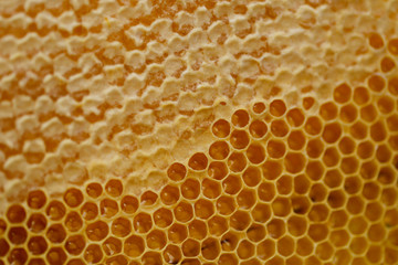 Background. Honeycombs. Yellow honeycombs closeup. Horizontal. The concept of beekeeping and a healthy diet.