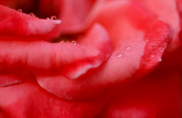 Blurred floral background. Red rose petals with dew drops. Horizontal, close-up, no focus, blurred. Holiday concept.