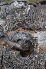 rhythm of nature and the beauty of the leaves