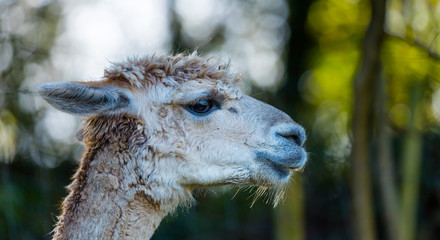 ALPACA (Vicugna pacos).  Domesticated species of South American camelid © JUAN CARLOS MUNOZ