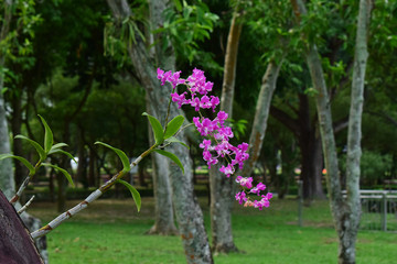 Obraz premium Pink orchid Began to bloom in a beautiful natural garden
