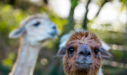 ALPACA (Vicugna pacos).  Domesticated species of South American camelid © JUAN CARLOS MUNOZ