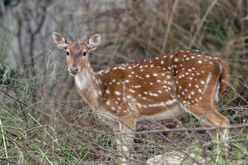 spotted deer in the forest