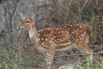 spotted deer
